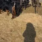 معزا دفيع على السونار ماعدا 2 فاضيات