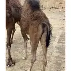 قعود لباني على الحليب