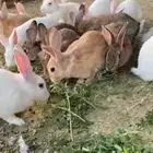 أرانب للبيع