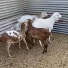شياة برابر طيبه
