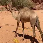 بكره فطيم للبيع