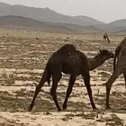 حوار للبيع 3 شهور طيب