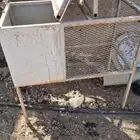 حاضنات أرانب