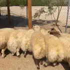 نعيم فاخر فاخر فاخر للمناسبات والثلاجات