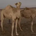 لبيع حشو العدد 2