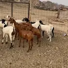 معزا للبيع
