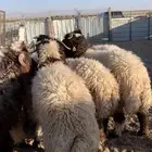 خرفان للبيع