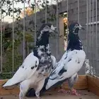 للبيع جوز تيدي بيور