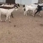 معزا