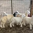 ذبايح للبيع طليان