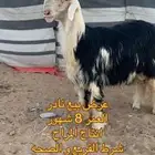 فحل نجدي صنف نادر