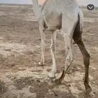 قعود لباني