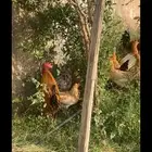 ديك بلدي