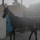 مهر