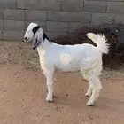 جفره