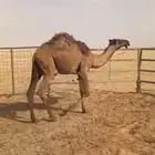 للبيع القعود