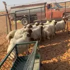 ذبايح للبيع