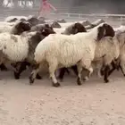 غنم نعيم صنف للبيع