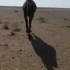 للبيع ضريبه