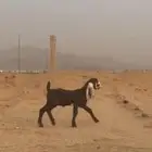 سبعه صخال مسروقه