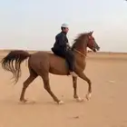 حصان شعبي