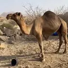بعير ساحلي
