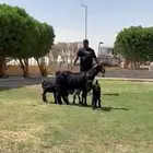 للبيع مصريه متوم تحته 3 جفرتين تيس