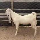 تيس فحل ابرص مطور جذع  مستهد وجرم وجبار فاااخر