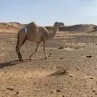ناقه