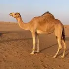 للبيع بنت سراب لاقحة من شاهين