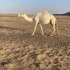 عشاير للبيع بدون عيالهن