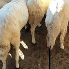 سواكنيات بيضاء دمازين مرابي