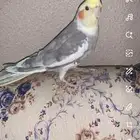 كروان ذكر