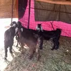 للبيع تيوس وجفار