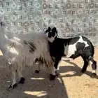 شاه والد شرط