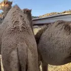 قعودين فل شحم