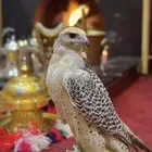 صقور يوم التأسيس والاحتفالات الوطنيه