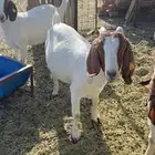 معزا بورقيت