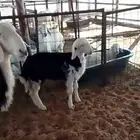 شاة معها رخل