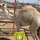 حاشي مسحوب من تحت امه الثمن ب 600 متبقي 6 اثمان