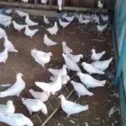 100 جوز للبيع