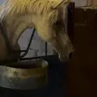 شاء الله تبارك الرحمن حصان عربي شعبي  للبيع