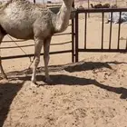 قعود مفرود على غفلان