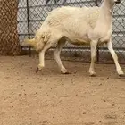 رخل رباع حايل كفو كفو