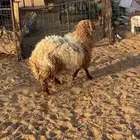 خرووف فاخر