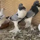 زوج نفاخ ابو هلال