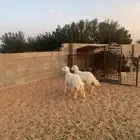 جذعات رخال طيبه