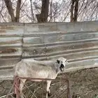 نعجه مبيوع ولدها