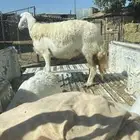نعجه مضرع سديس بتيماء بشبك الحراج الحد 1400