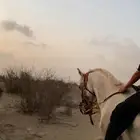 خيل شعبي